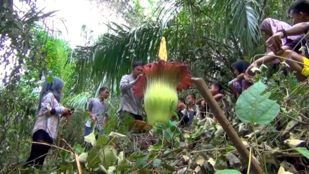 Dünyanın En Nadir Bitkilerinden \'Ceset Çiçeği\' Endonezya\'da Açtı