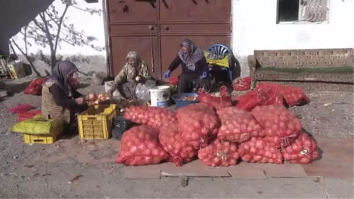 Ekmeklerini" Soğandan Çıkarıyorlar