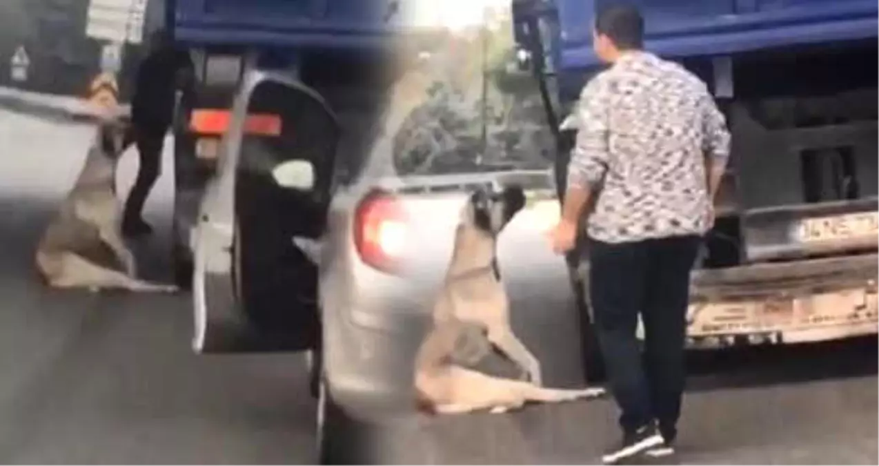 Kamyonun Kasasından Atlayan Köpek, Havada Asılı Kaldı