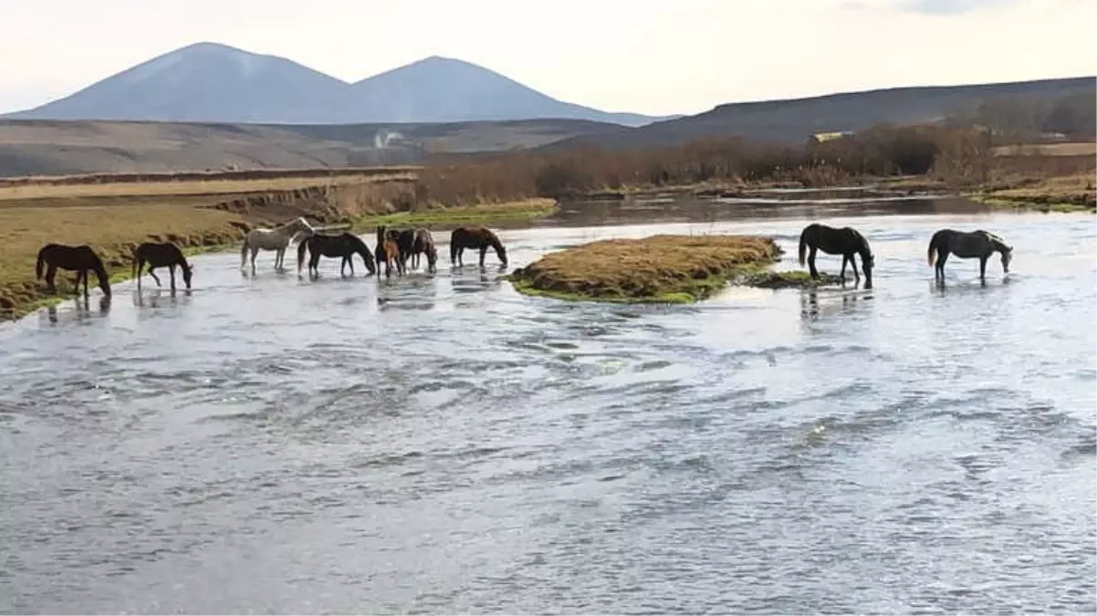 Kars\'ta, Yılkı Atları Doğal Ortamda Görüntülendi