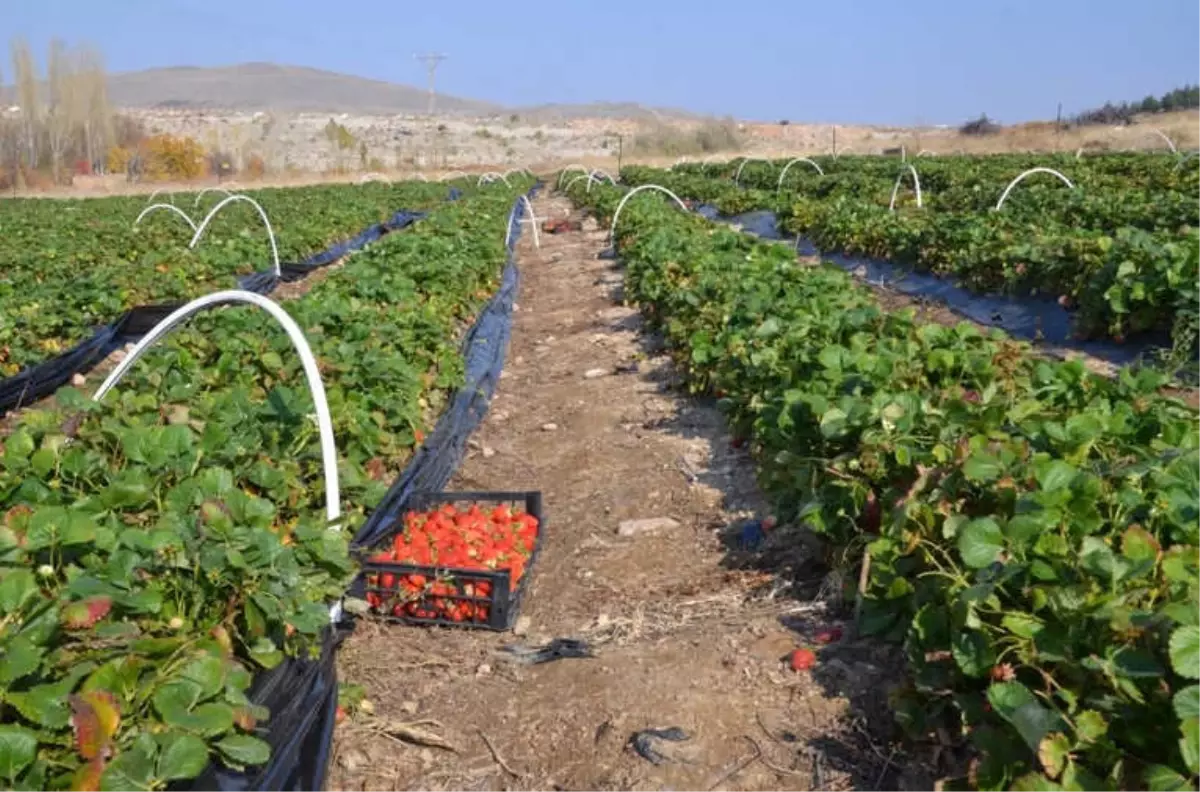 Kasım Ayında Çilek Hasadı Yapıldı