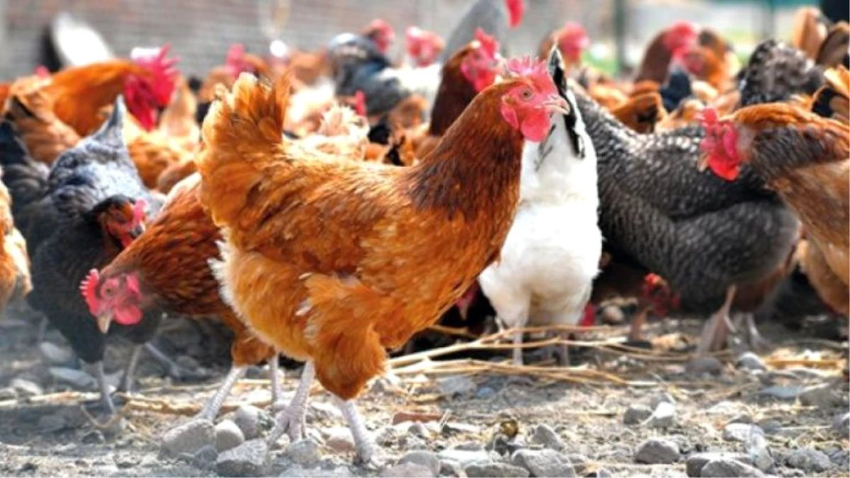 Manisa\'da Günlük 400 Ton Tavuk Gübresinden Elektrik Üretiliyor