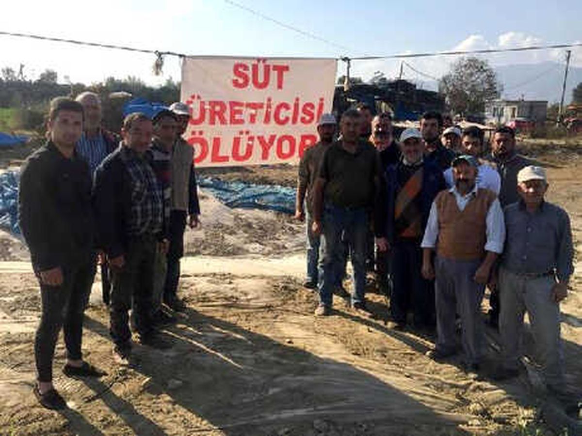 Aydın\'da Süt Üreticileri Dertli