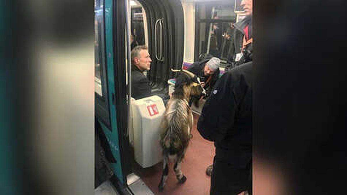 Çaldığı Keçiyle Paris Metrosunda Yakalandı