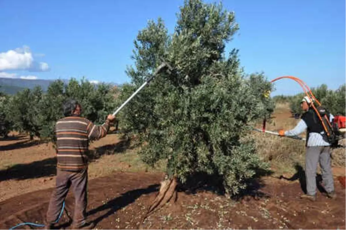 İslahiye\'de Zeytin Hasadı Başladı