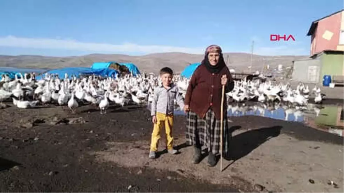 Kars\'ta Kaz Kesimi Başladı