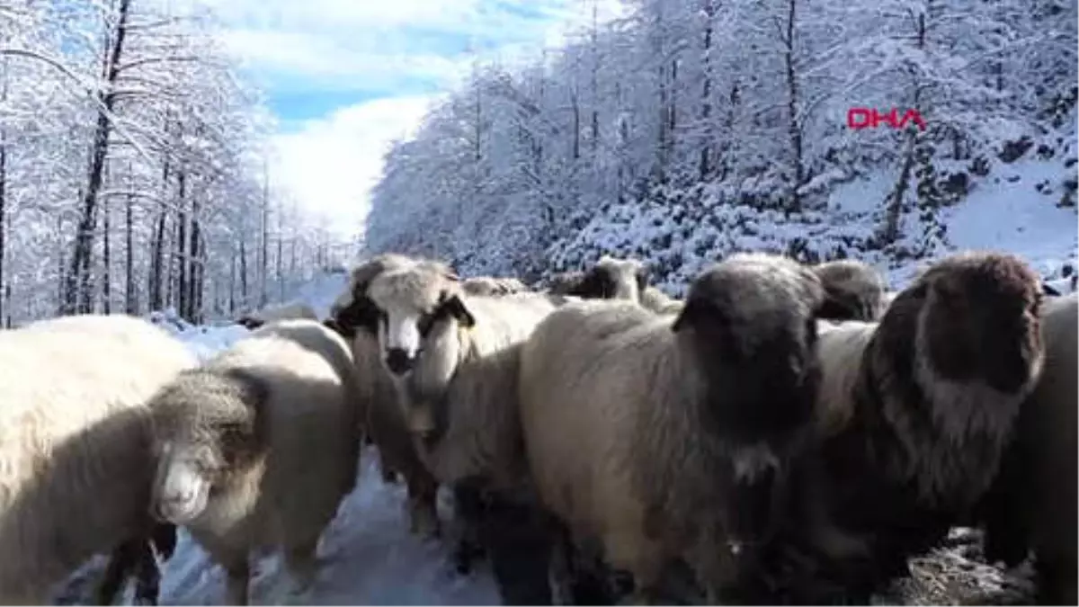 Ordu Karadeniz Yaylalarında Karpostallık Kar Manzaraları