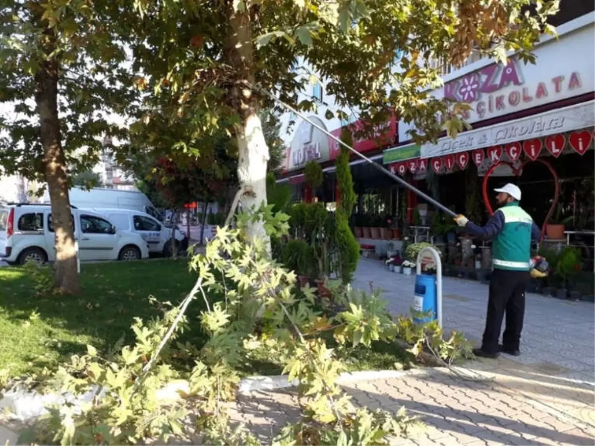 Şehir Merkezindeki Ağaçlara Mevsimsel Bakım Yapıldı