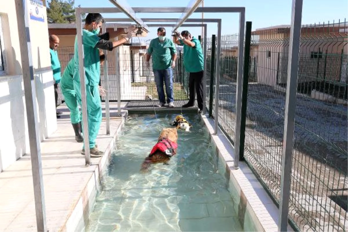 Türkiye\'nin Köpek Fizik Tedavi Merkezi ve Terapi Havuzu Mersin\'de