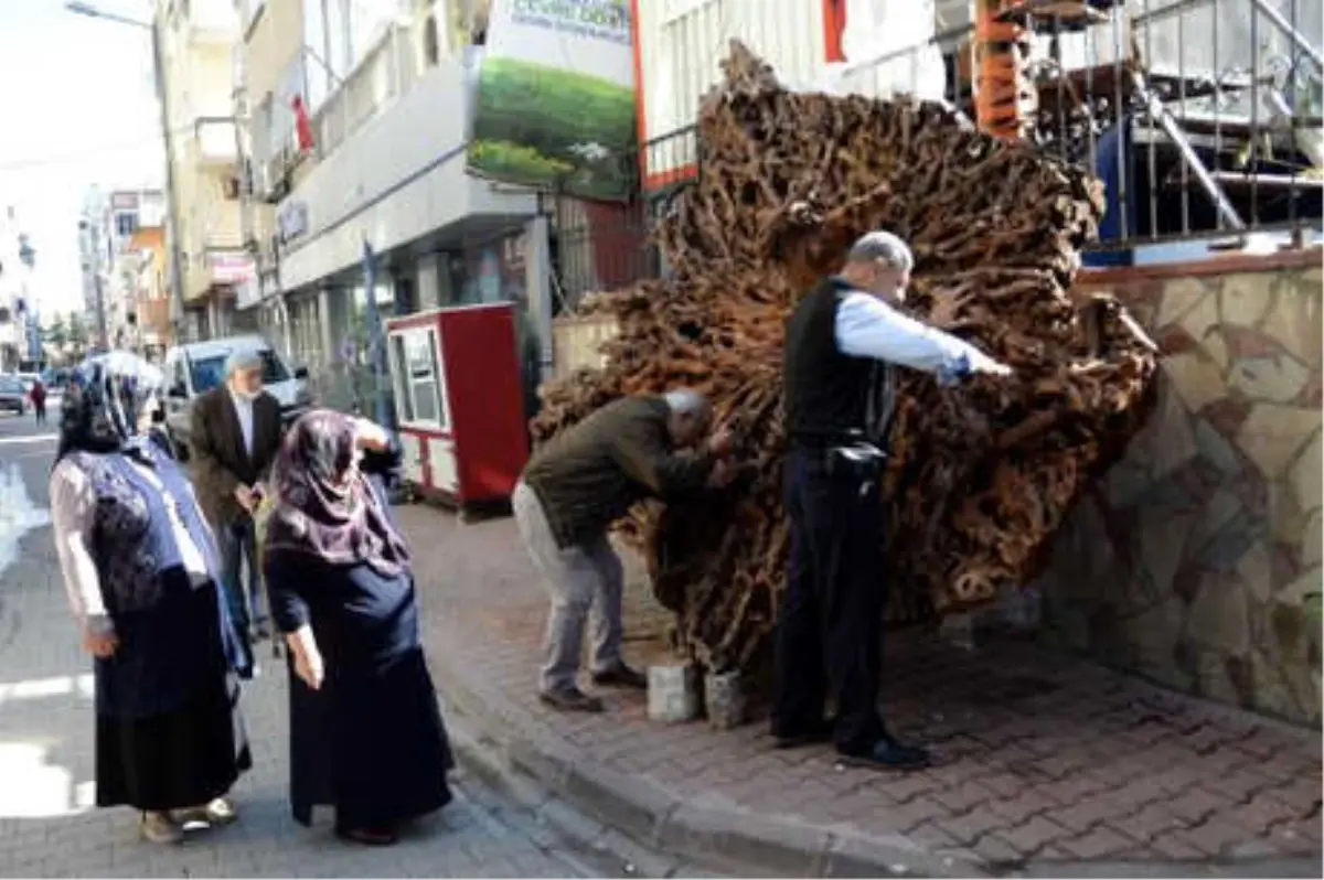 500 Yıllık Ağaç Kökünü Sergiliyor