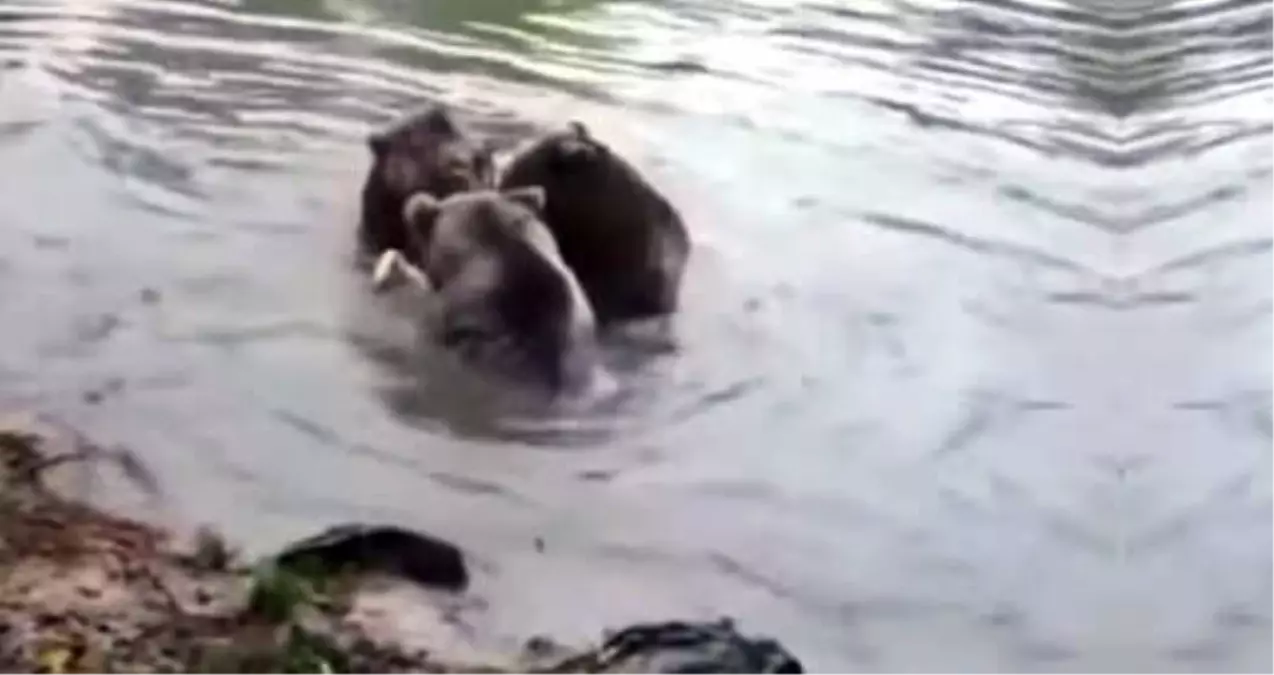 Ayılar, Yakaladıkları Kurdu Paramparça Etti