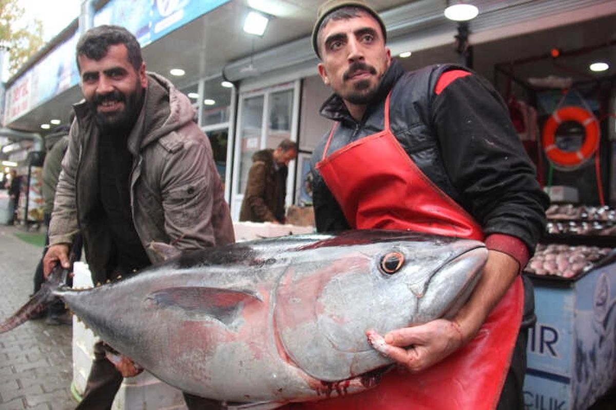 Balıkla Selfie