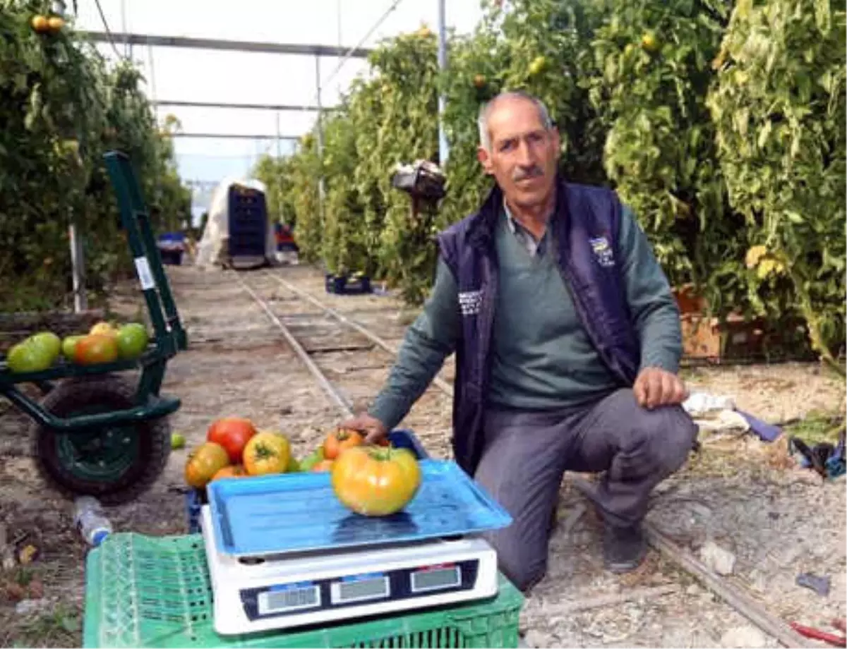 Bombus Arısıyla Ürettiği Domateslerin Her Biri 1 Kilo