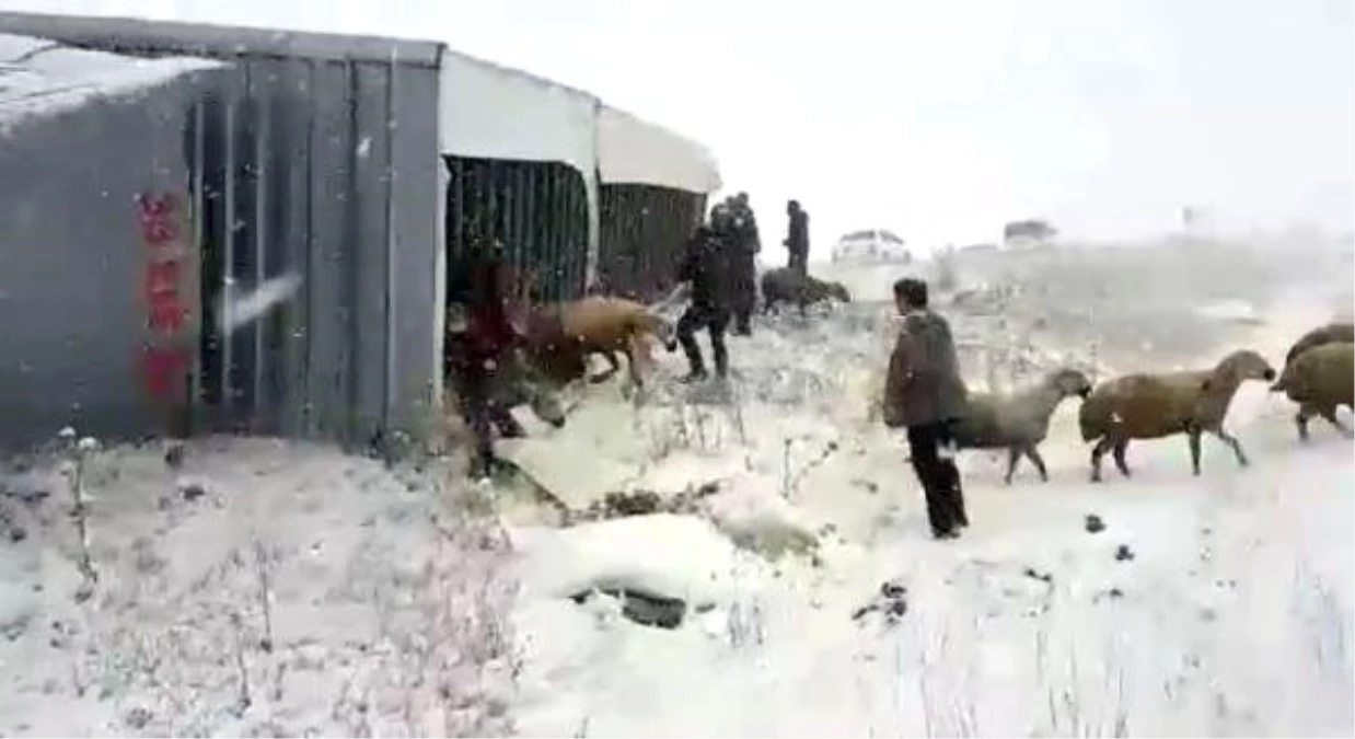 Devrilen TIR\'ın Dorsesindeki Koyunları Çevredekiler Kurtardı