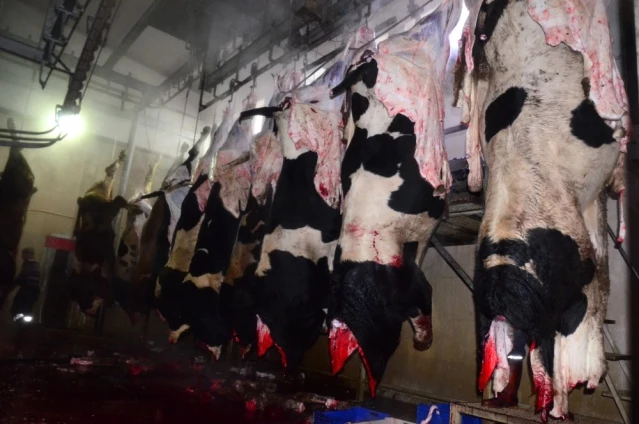 Et ve Süt Kurumu Aksaray’da Hayvan Kesimine Başladı Son Dakika Ekonomi