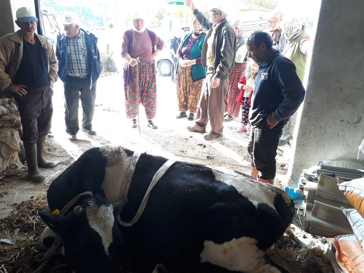 Hamile İneği Dereden "Büyükşehir" Kurtardı
