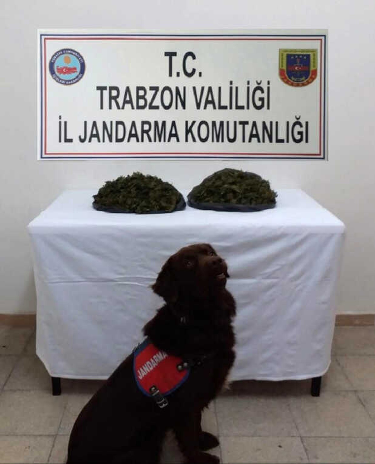 Jandarmanın Narkotik Köpeği \'Çakıl\' Uyuşturucu Operasyonunda Dedektör Görevinde