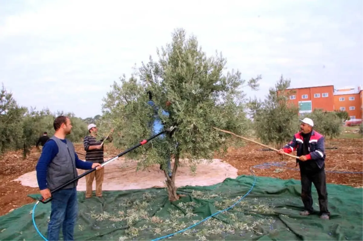 Kilis 7 Aralık Üniversitesi\'nde Zeytin Hasadı Başladı