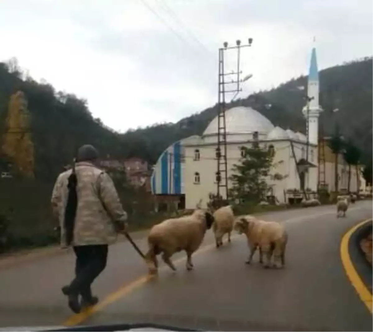 Koyunların Boynuzlu Aile Kavgası Kameralarda