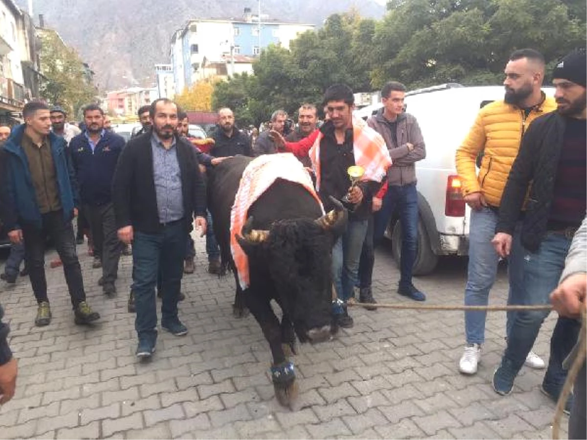 Şampiyon Boğaya Coşkulu Karşılama