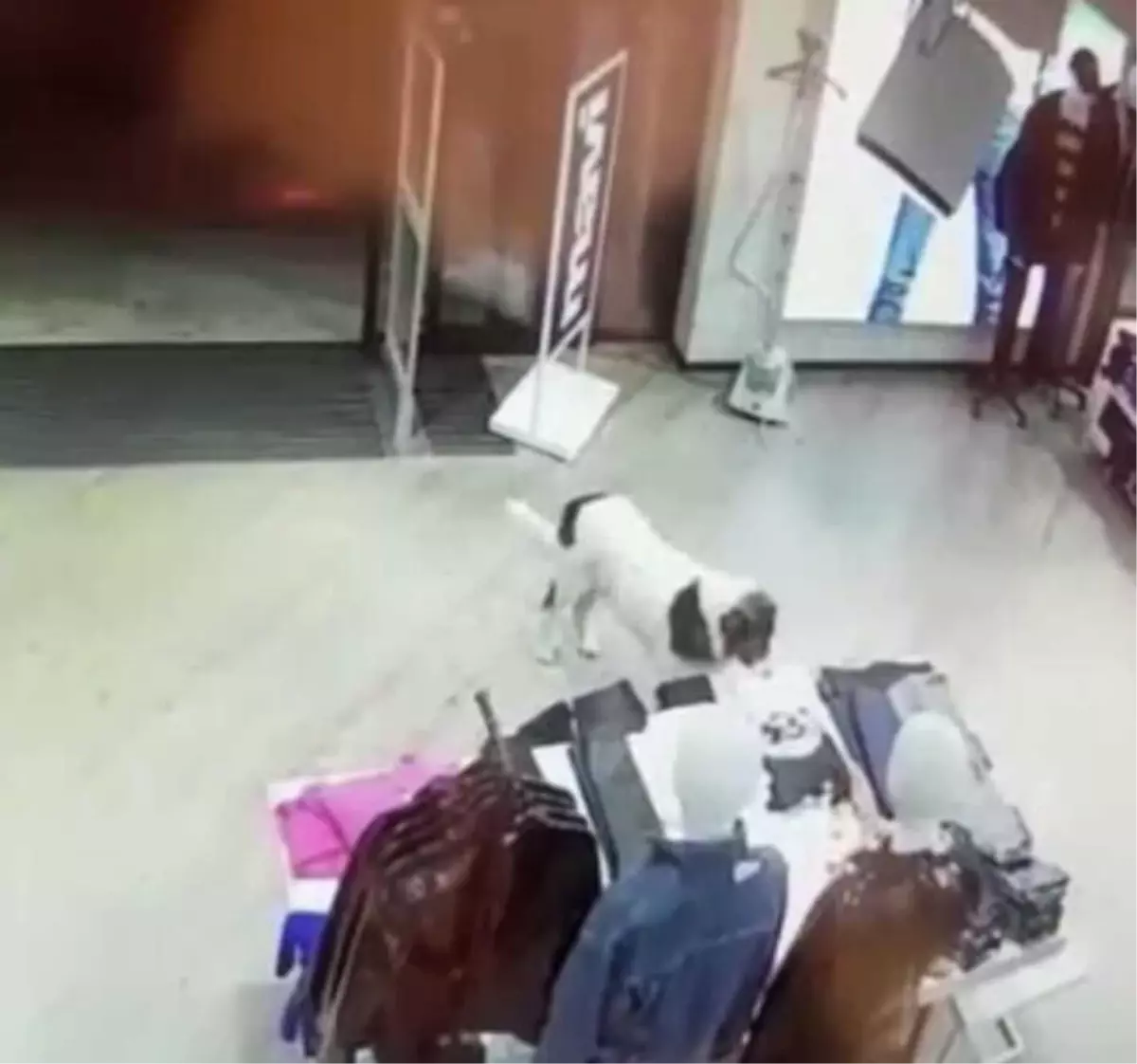 Sevimli Köpek Avm\'den Tişört Çalarken Kameralara Yakalandı