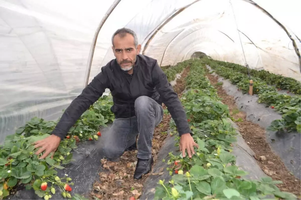 Yediveren Çileğinde Son Hasat