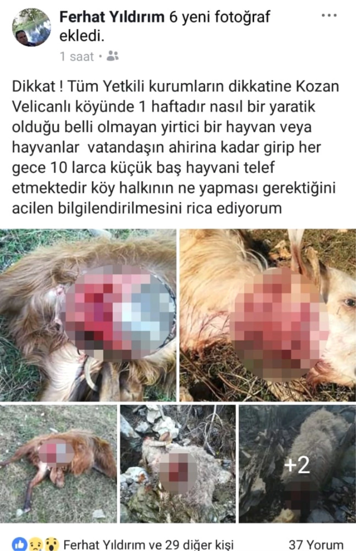 Adana\'da Kurtlar Küçükbaş Hayvanlara Saldırdı