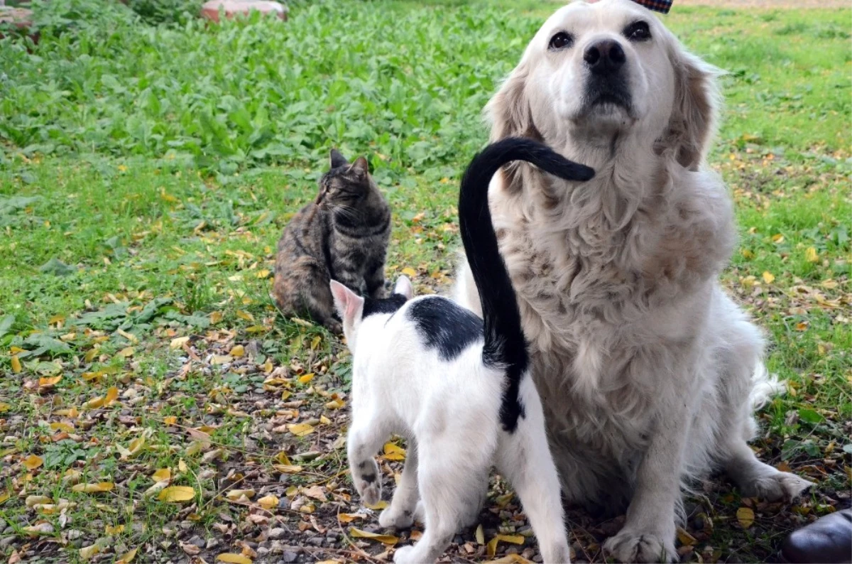 Anneleri Telef Olan Kedilere "Pamuk" İsimli Köpek Sahip Çıktı