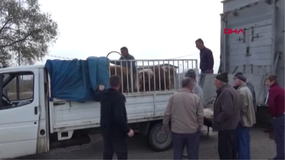 Bursa Genç Çiftçiler, Hibe Büyükbaş Hayvanları Almadı