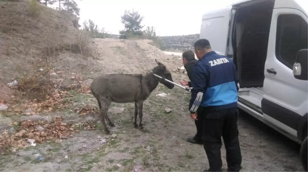 Ölüme Terk Edilen Eşeğe Büyükşehir Sahip Çıktı