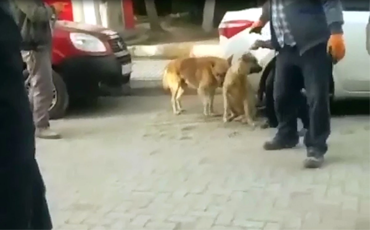 Sohayko\'dan Mecitözü\'nde Usulsüz Köpek Toplanmasına Tepki