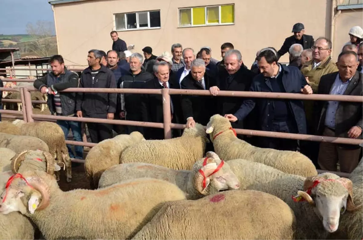 Tekirdağ\'da Koç Dağıtıldı