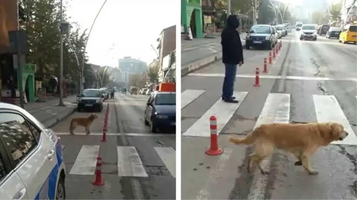 Yaya Geçidini Kullanan Köpek Kameralara Yansıdı