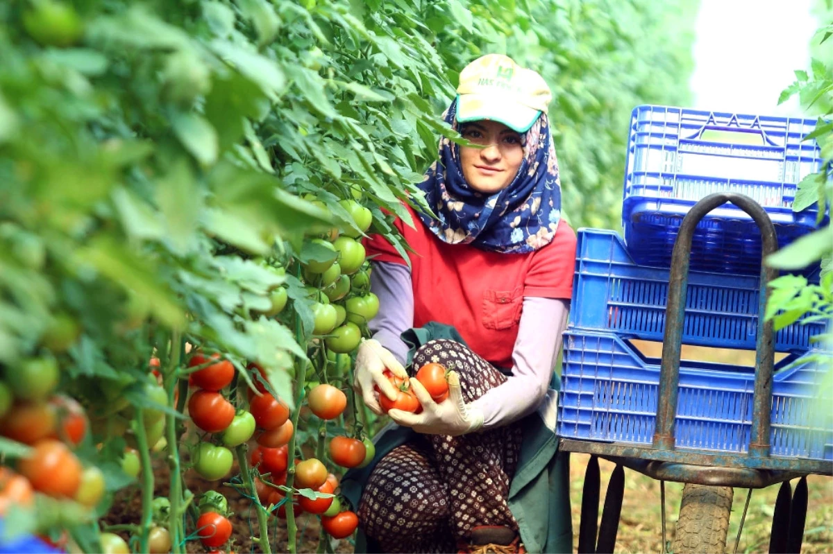 Zam Şampiyonu Domateste Sert Düşüş