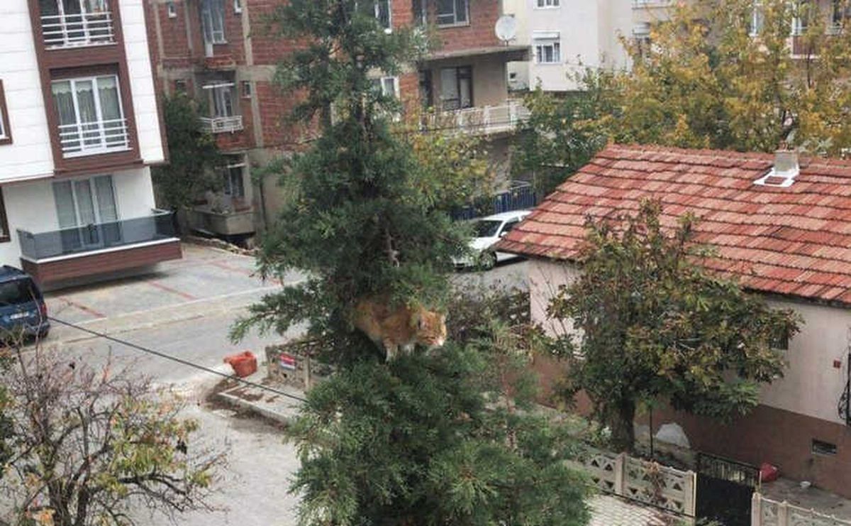 Ağacın Tepesinde Kedi Kurtarma Operasyonu