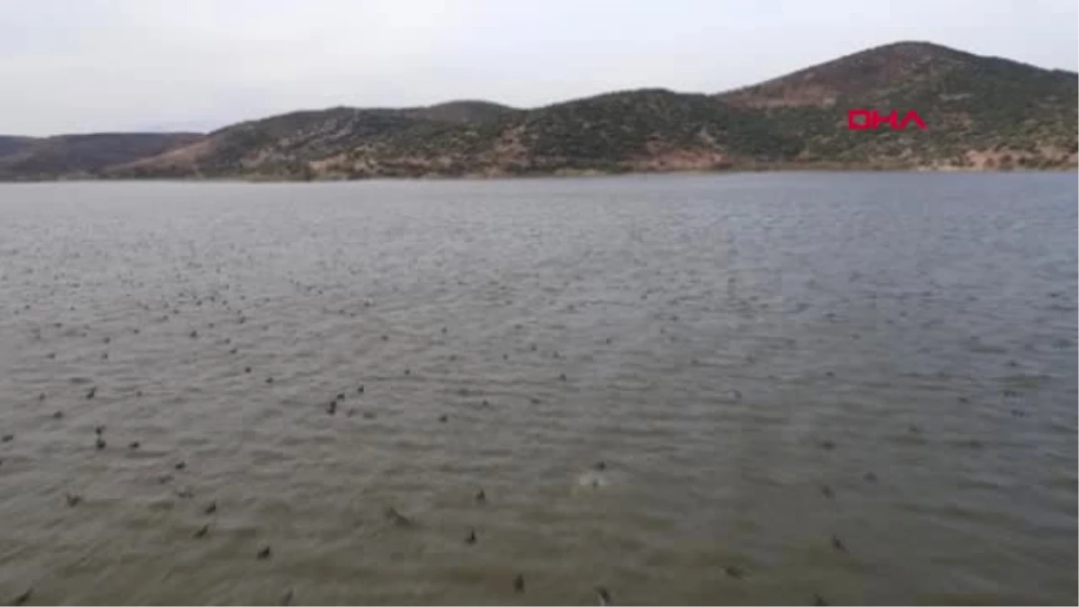 Aydın Bafa Gölü Kuş Sürüleriyle Nefes Kesiyor