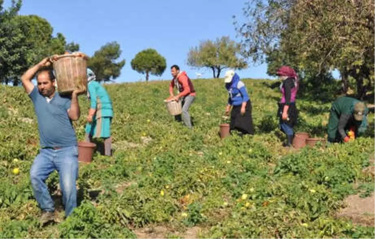 Güz Domatesi Üreticisinin Bu Yıl Yüzü Gülmedi