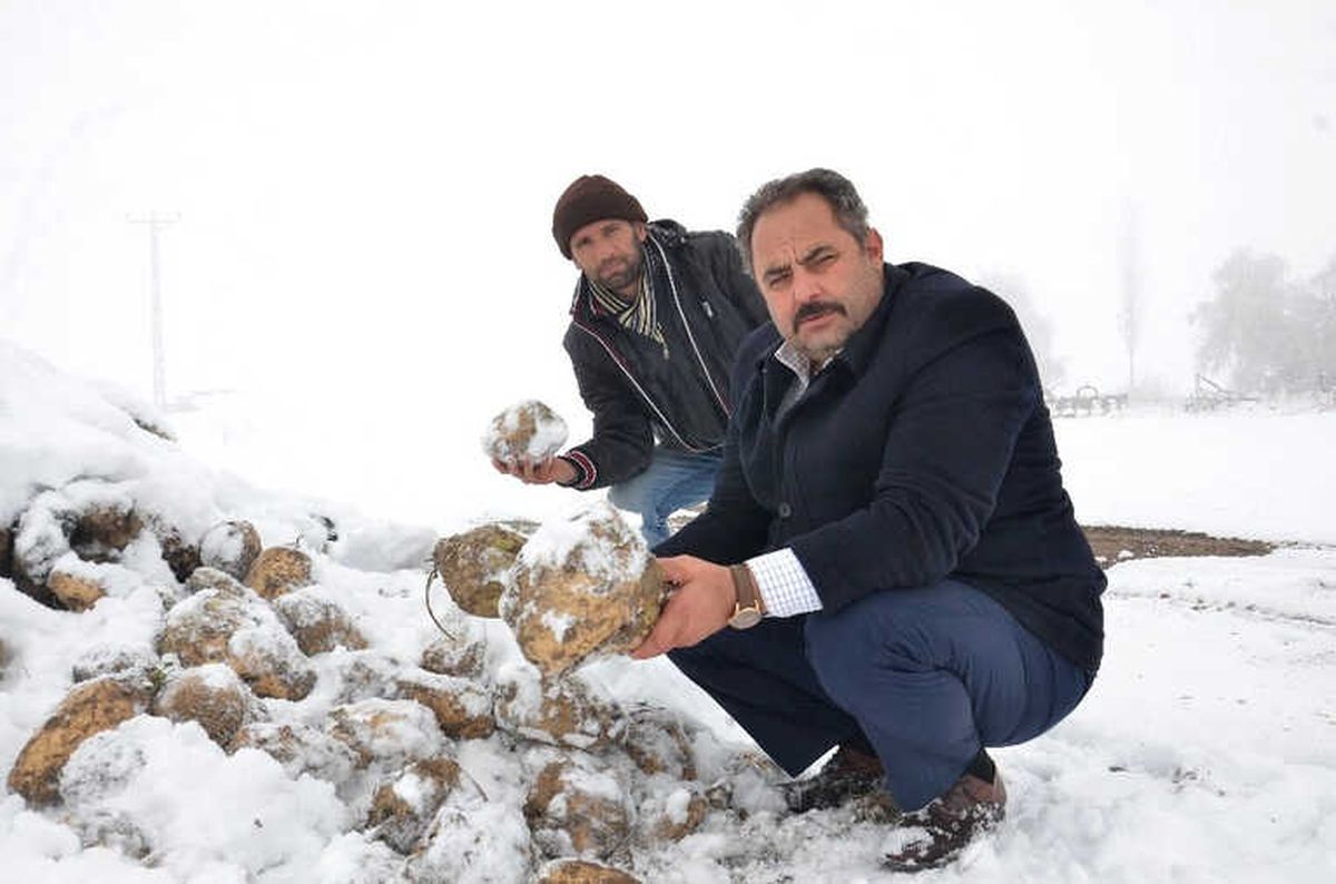 Şeker Pancarı Kar Altında Kaldı