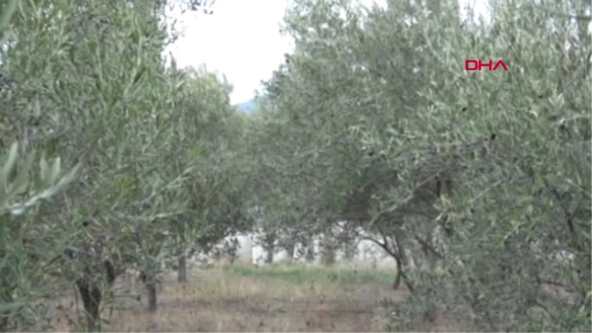 Balıkesir Edremit Körfezi\'nde \'Zeytin Sineği\' Rekolteyi Düşürdü -1