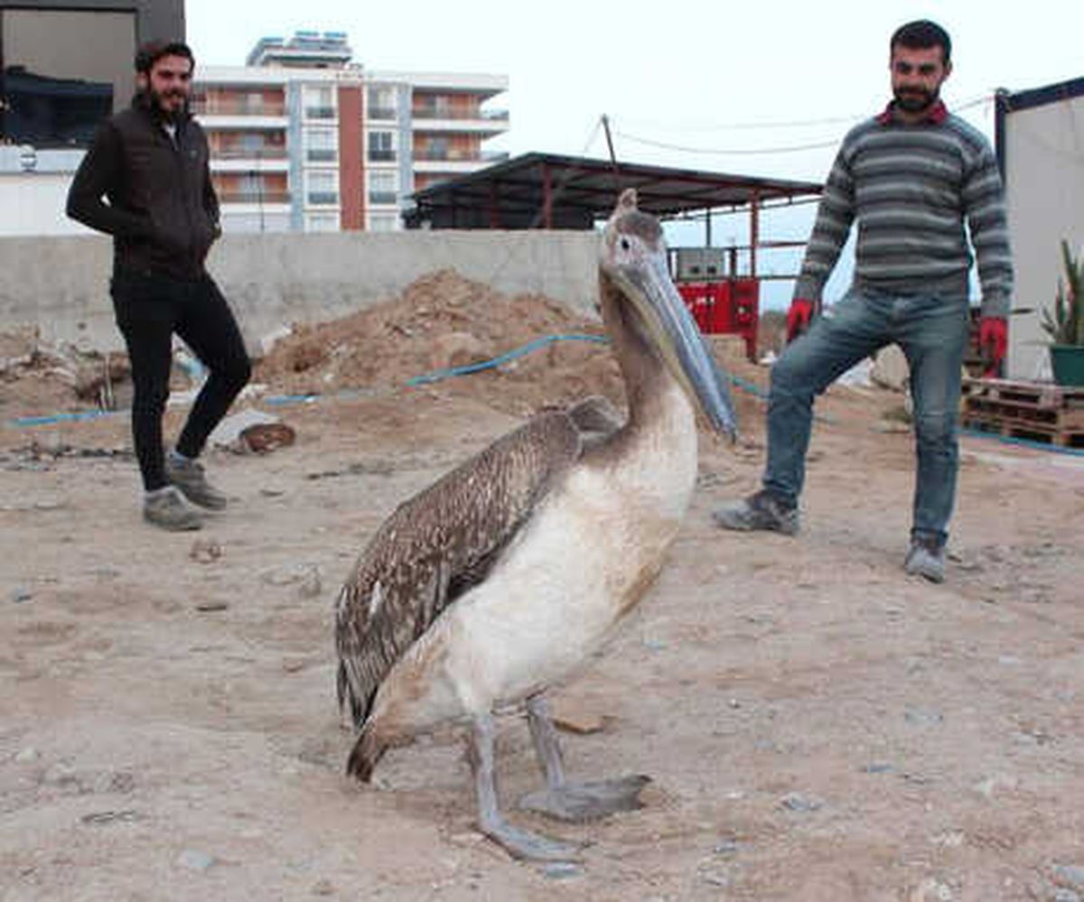 Bitkin ve Yaralı Pelikan, Tedavisinin Ardından Doğaya Bırakıldı