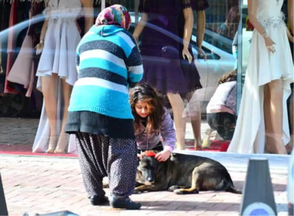 Buse, Evine Balkondan Girmek İsterken 7\'nci Kattan Düşüp Öldü (2)- Yeniden