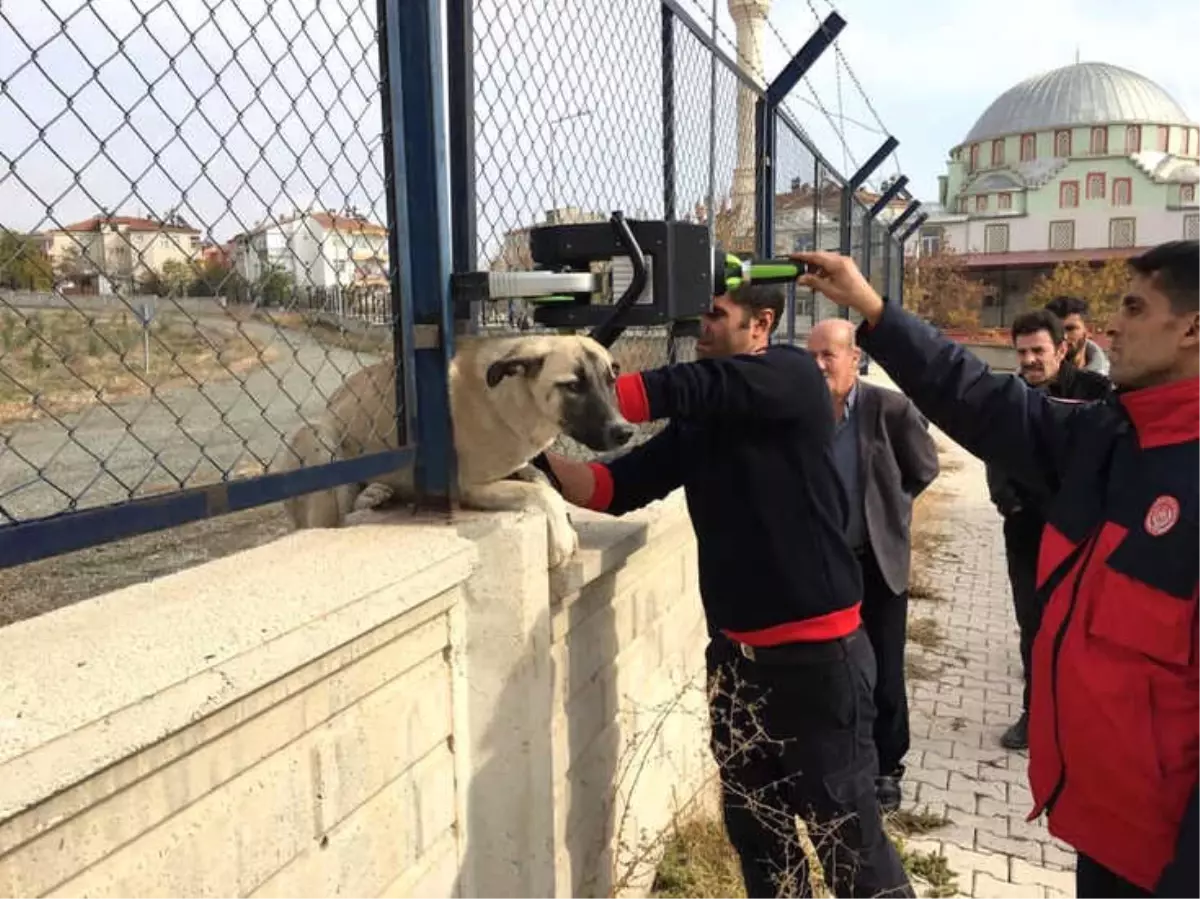 Demir Korkuluklara Sıkışan Köpek Kurtarıldı