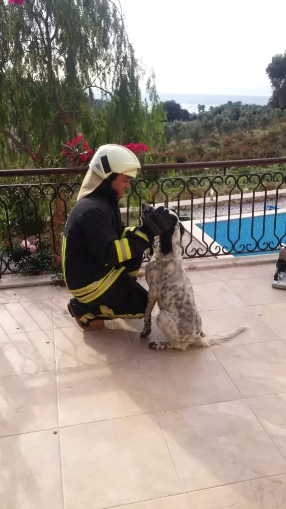 Balkon Korkuluğa Sıkışan Köpeği İtfaiye Kurtardı Son Dakika