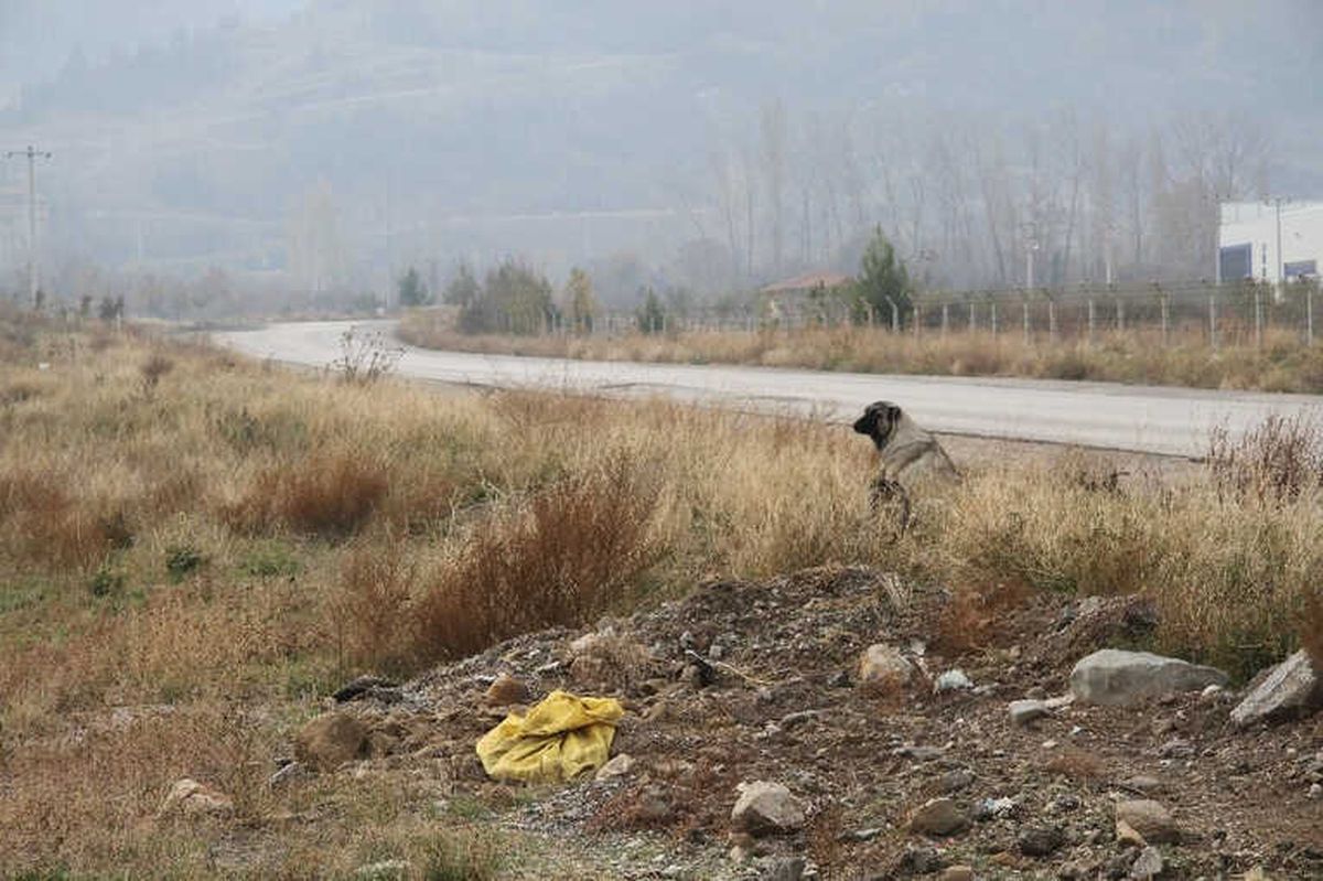 Canice Vurulan Talihsiz Köpek Öldü