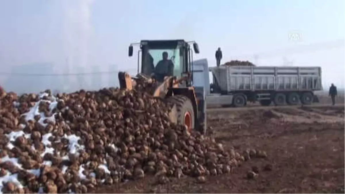 Kahramanmaraş\'ta Şeker Pancarı Alımı Başladı