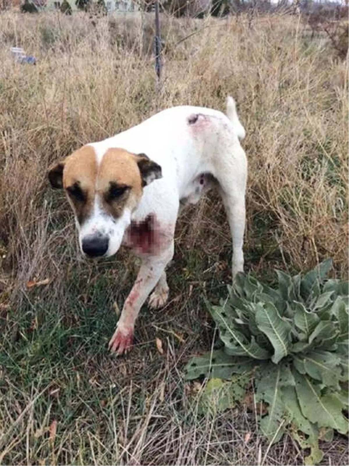 Sokak Köpeği Tüfekle Boğazından Vuruldu