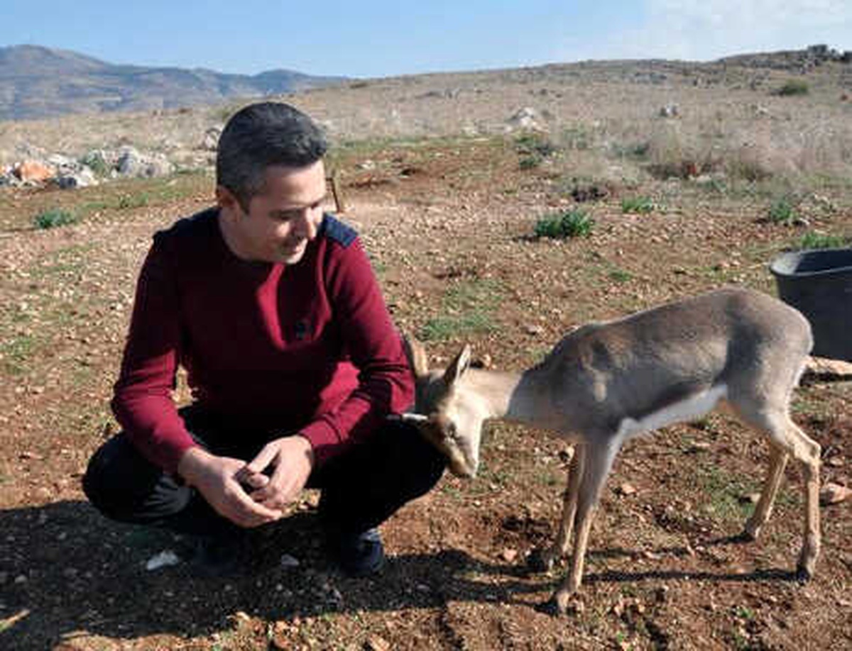 Suriye Sınırındaki Gazella Gazellalar Artıyor