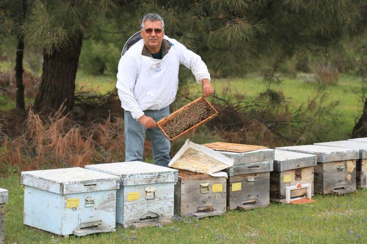 Varroa ile Toplu Mücadele Dönemi Başlıyor
