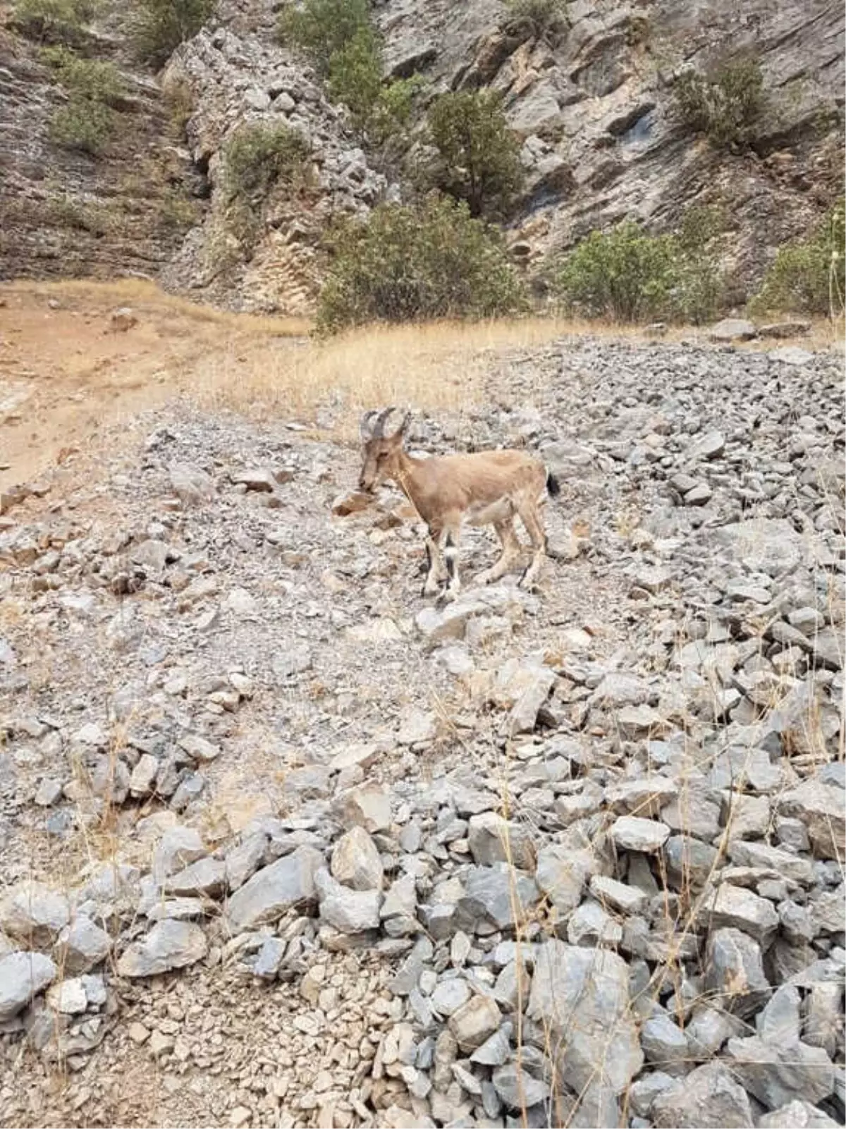 Yavru Dağ Keçisi Köyün Maskotu Oldu