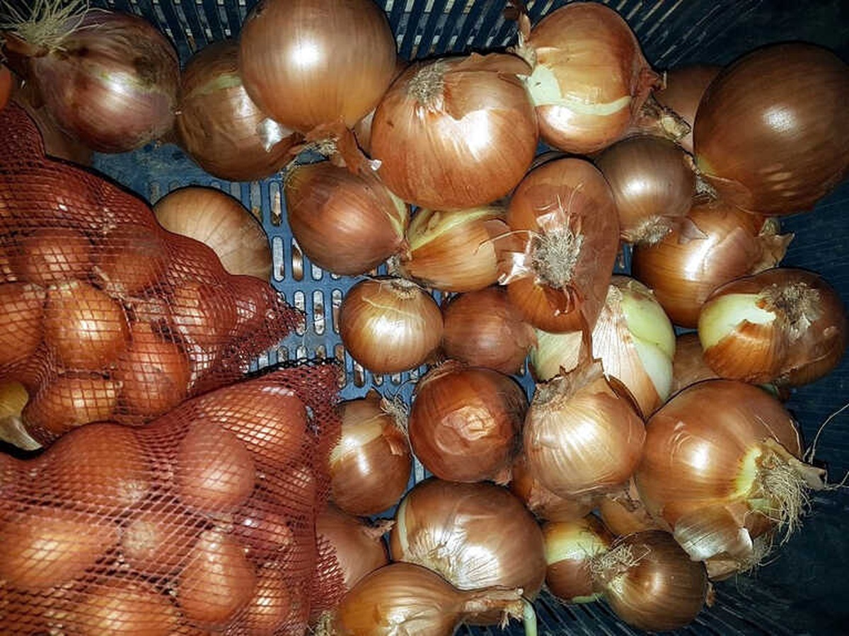 Ziraat Odasından Soğan Stokçularına Uyarı